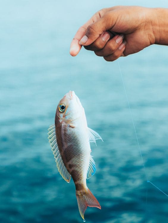 線上捕魚機的高效技巧